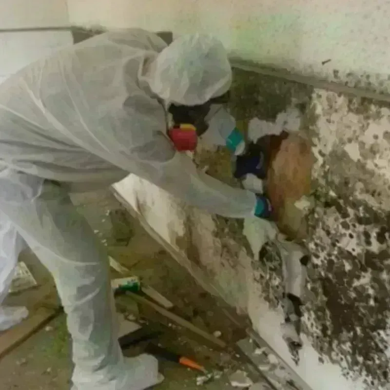 Mold Remediation and Removal in Nassau County, NY